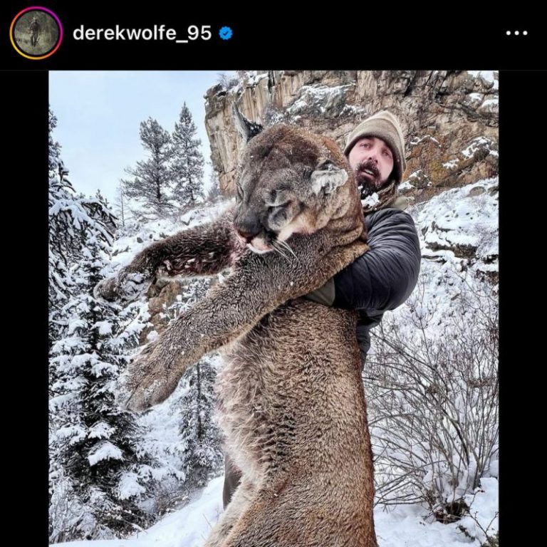 Ex-NFL DL uses bow, arrow to kill huge mountain lion ‘wreaking havoc’