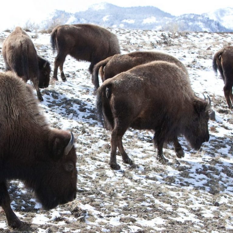 Hunter injured by ricocheted bullet while dressing bison in Montana