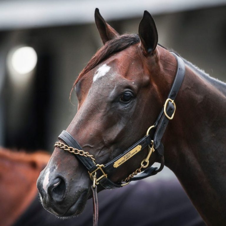 Mike Repole hopes coveted Kentucky Derby crown rests with Forte