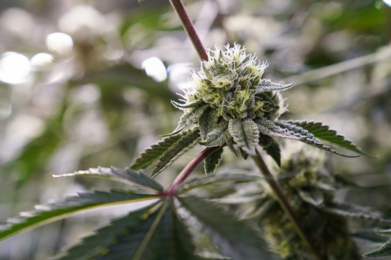 Biden pardons more marijuana offenses in D.C., expanding 2022 clemency