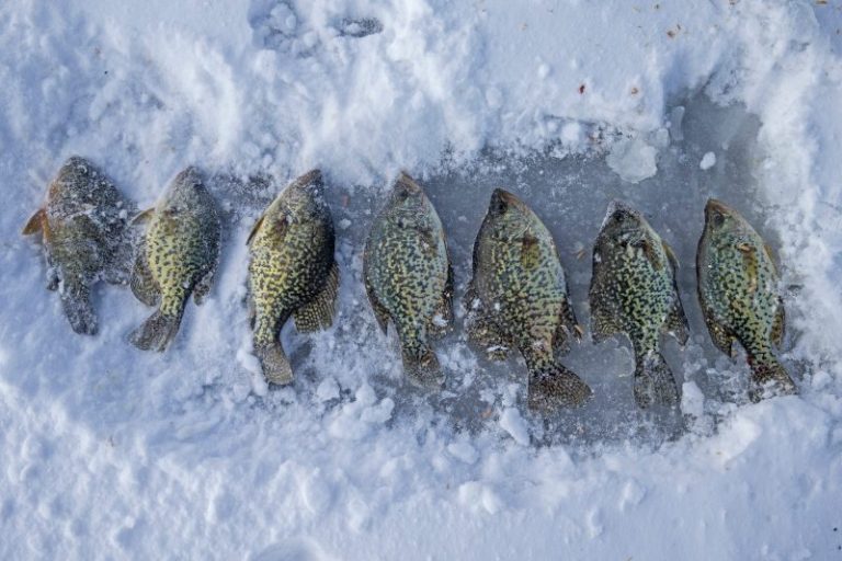 Crappie record: Fish disqualified from state history