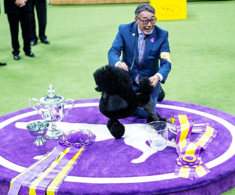 Sage the Miniature Poodle wins Best in Show at Westminster Dog Show