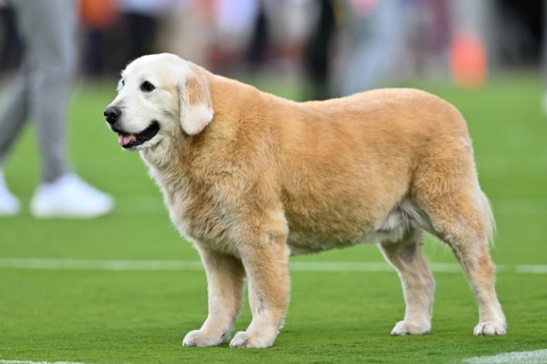Kirk Herbstreit announces death of beloved golden retriever Ben