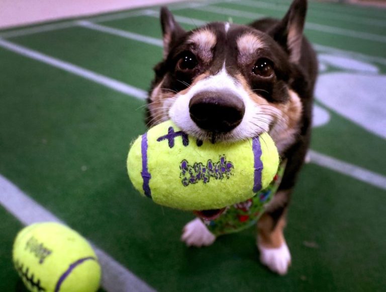 Who won Puppy Bowl? The fluffiest competition before Super Bowl
