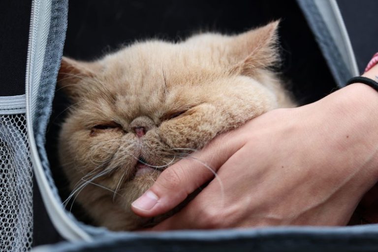 Pudge the cat makes his ESPN College Gameday feature debut