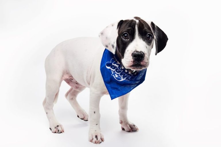 Puppy Bowl XXII returns cuteness, competition to Super Sunday